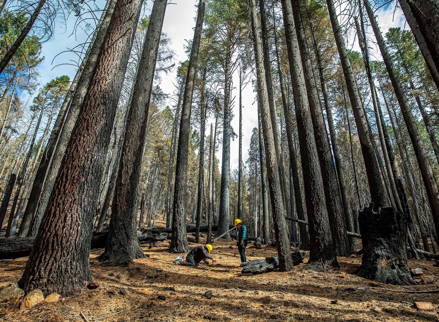 Two scientists wearing yellow hard hats kneel and stand in a burned forest landscape.