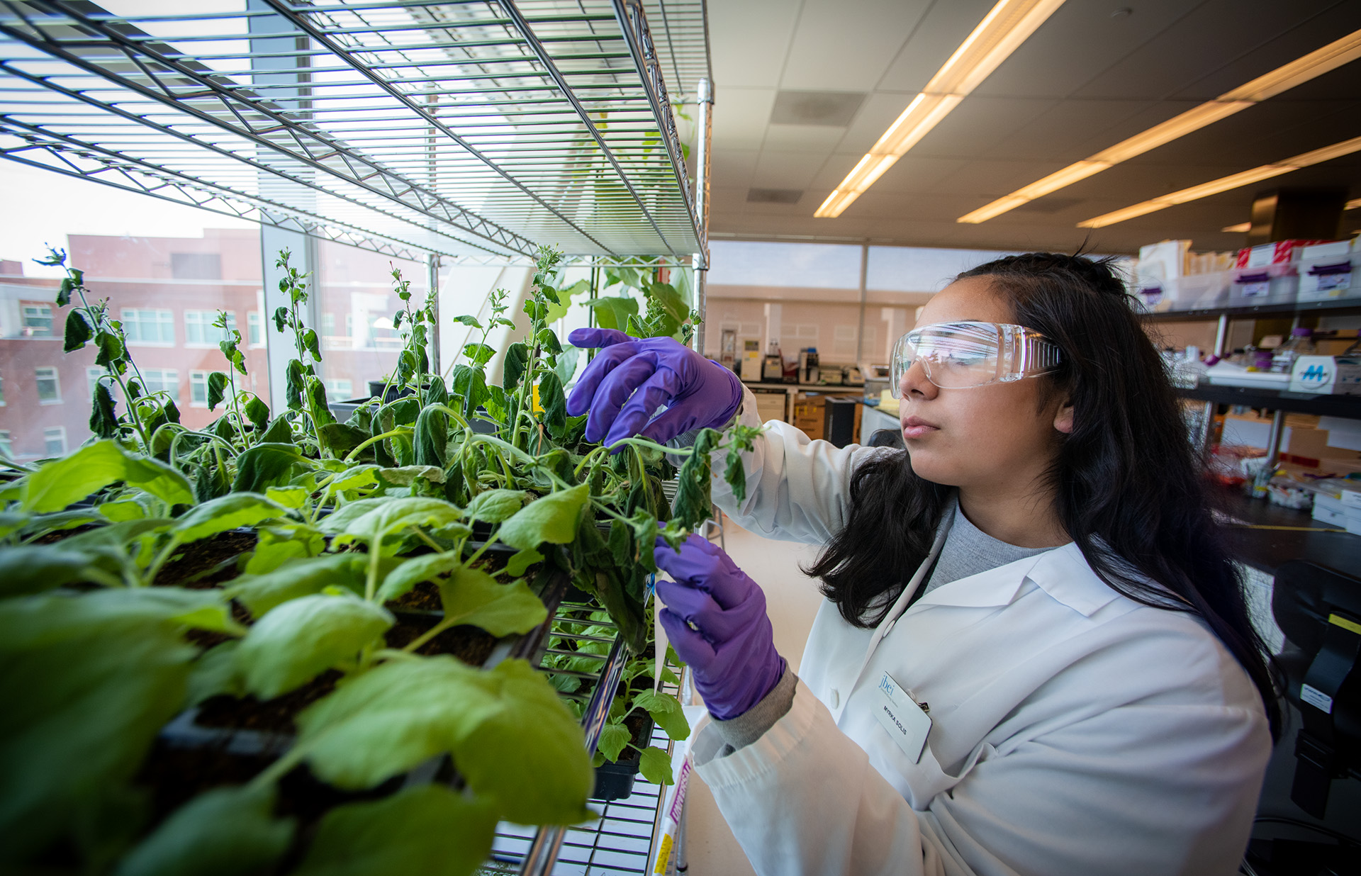 Student works with plant samples on a shelf.