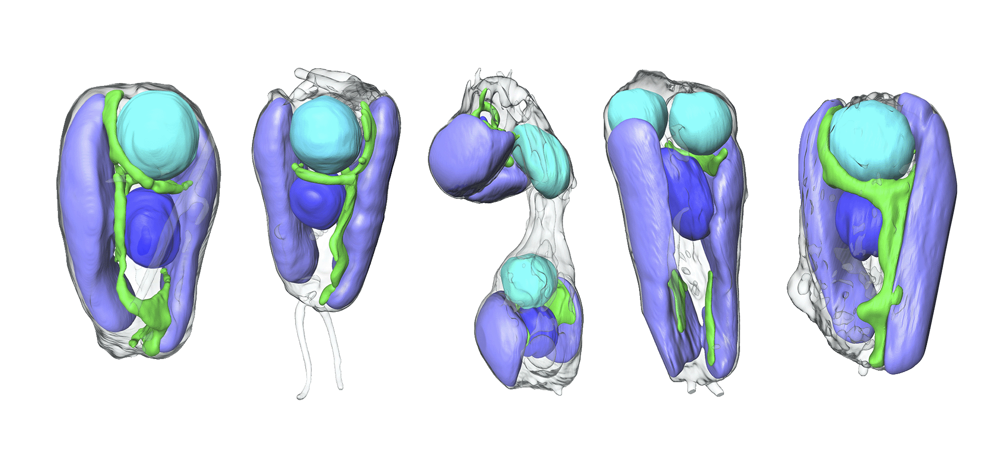 Images that show the algae at different stages of cell division. UCYN-A, the nitrogen-fixing entity now considered an organelle, is cyan; the algal nucleus is depicted in blue, mitochondria are green, and chloroplasts are lilac.